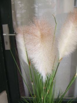Gras ca.1,20m 4 helle Blüten filigran